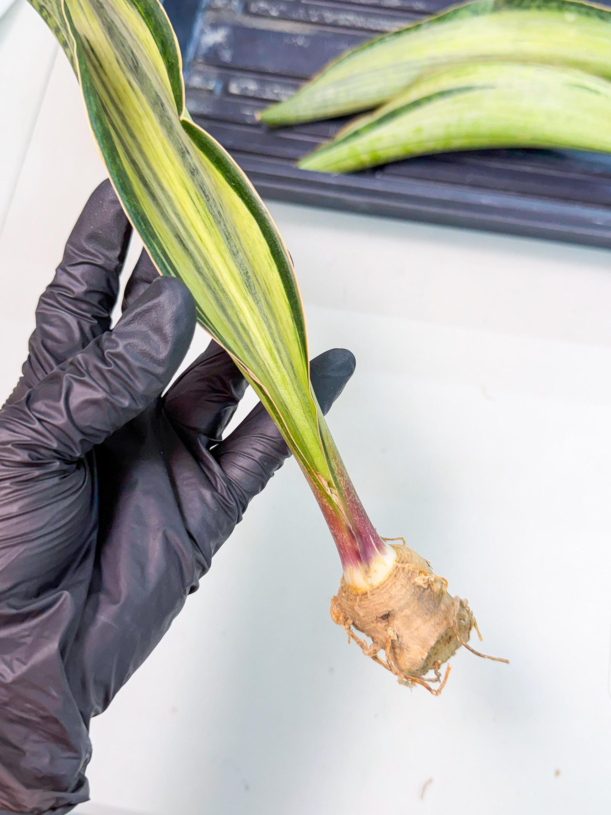 Sansevieria Masoniana Bruda (rr) (13) | Masoniana Var x Eliptica Var