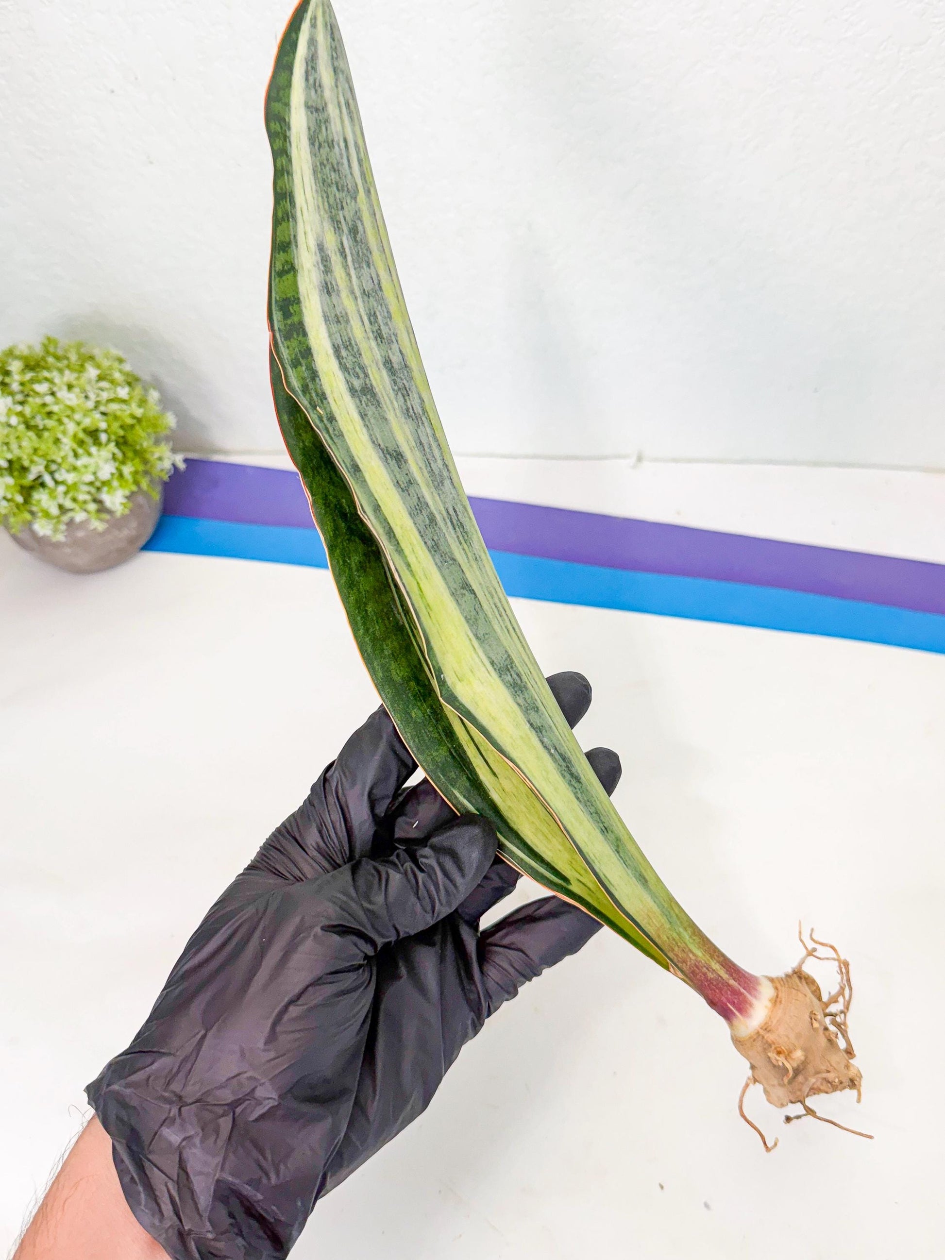Sansevieria Masoniana Bruda (rr) (13) | Masoniana Var x Eliptica Var