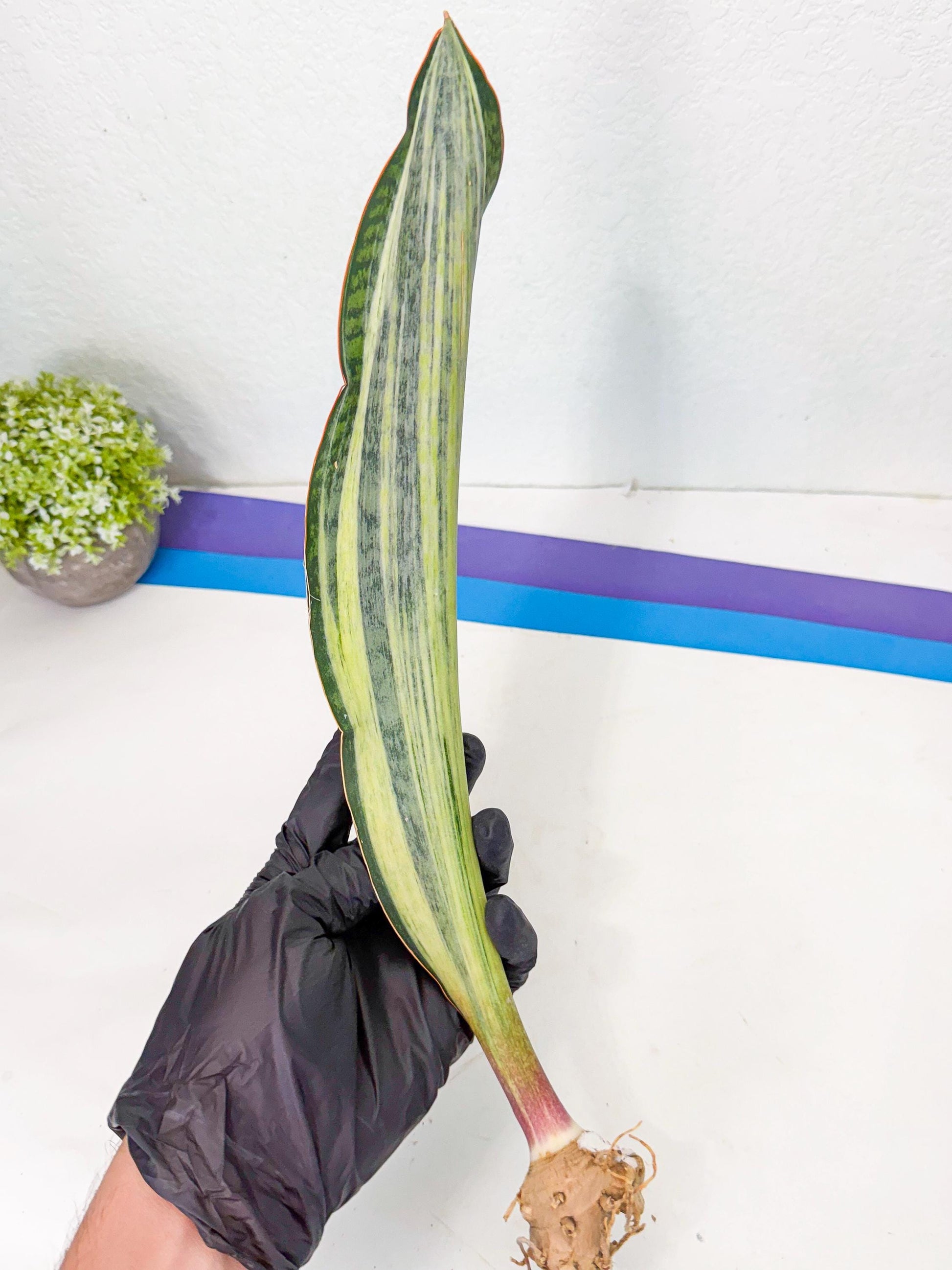 Sansevieria Masoniana Bruda (rr) (13) | Masoniana Var x Eliptica Var