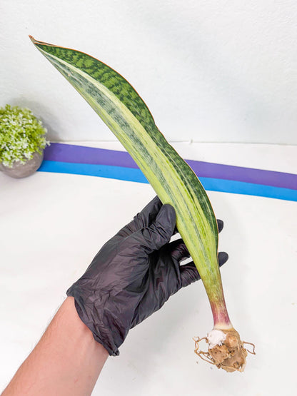 Sansevieria Masoniana Bruda (rr) (13) | Masoniana Var x Eliptica Var