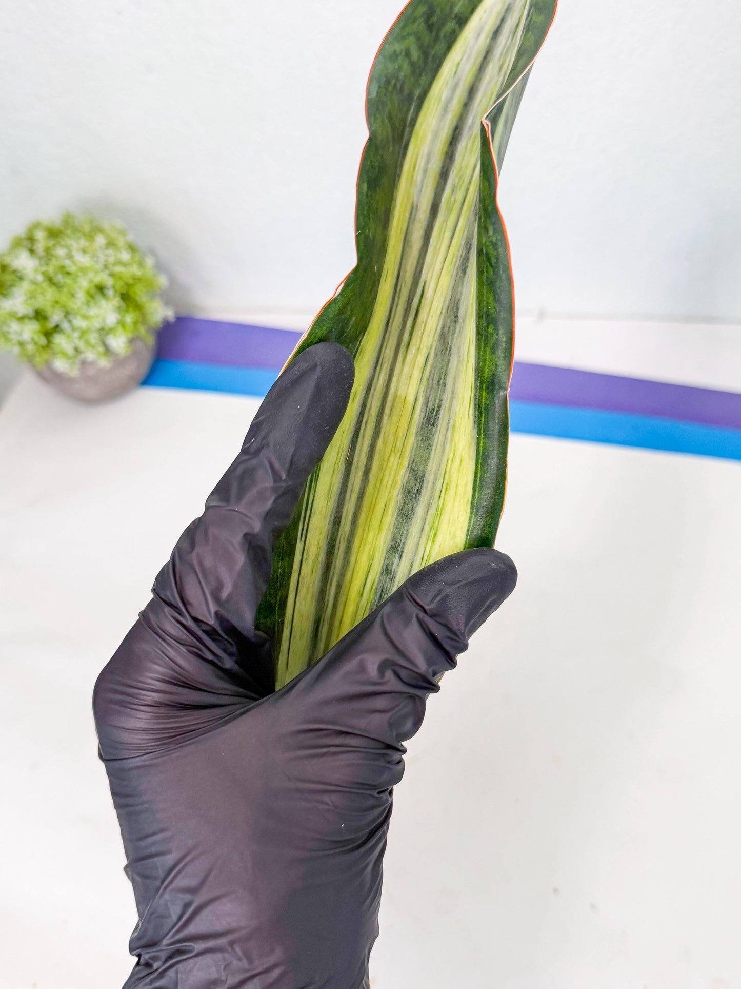 Sansevieria Masoniana Bruda (rr) (13) | Masoniana Var x Eliptica Var