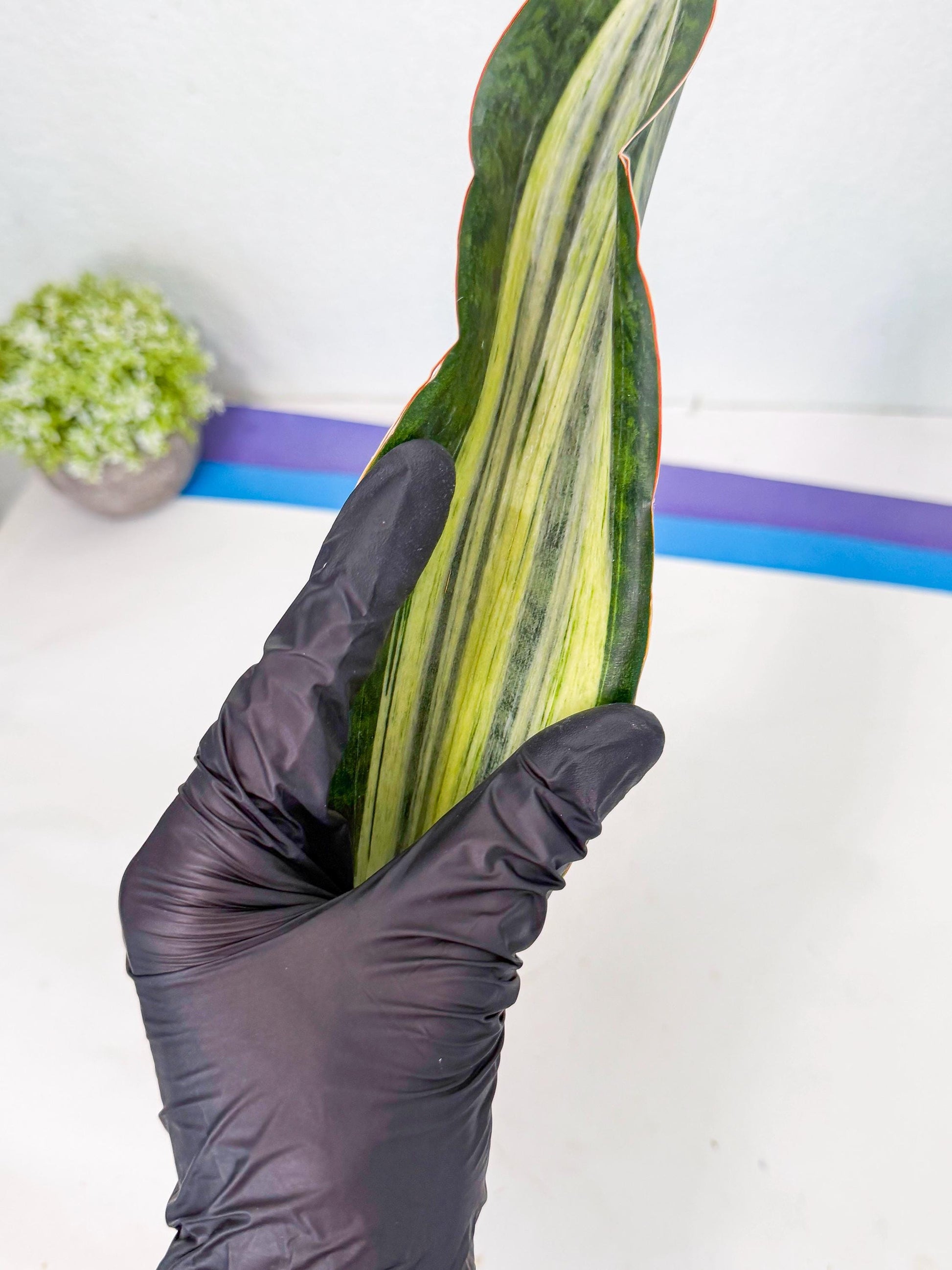 Sansevieria Masoniana Bruda (rr) (13) | Masoniana Var x Eliptica Var