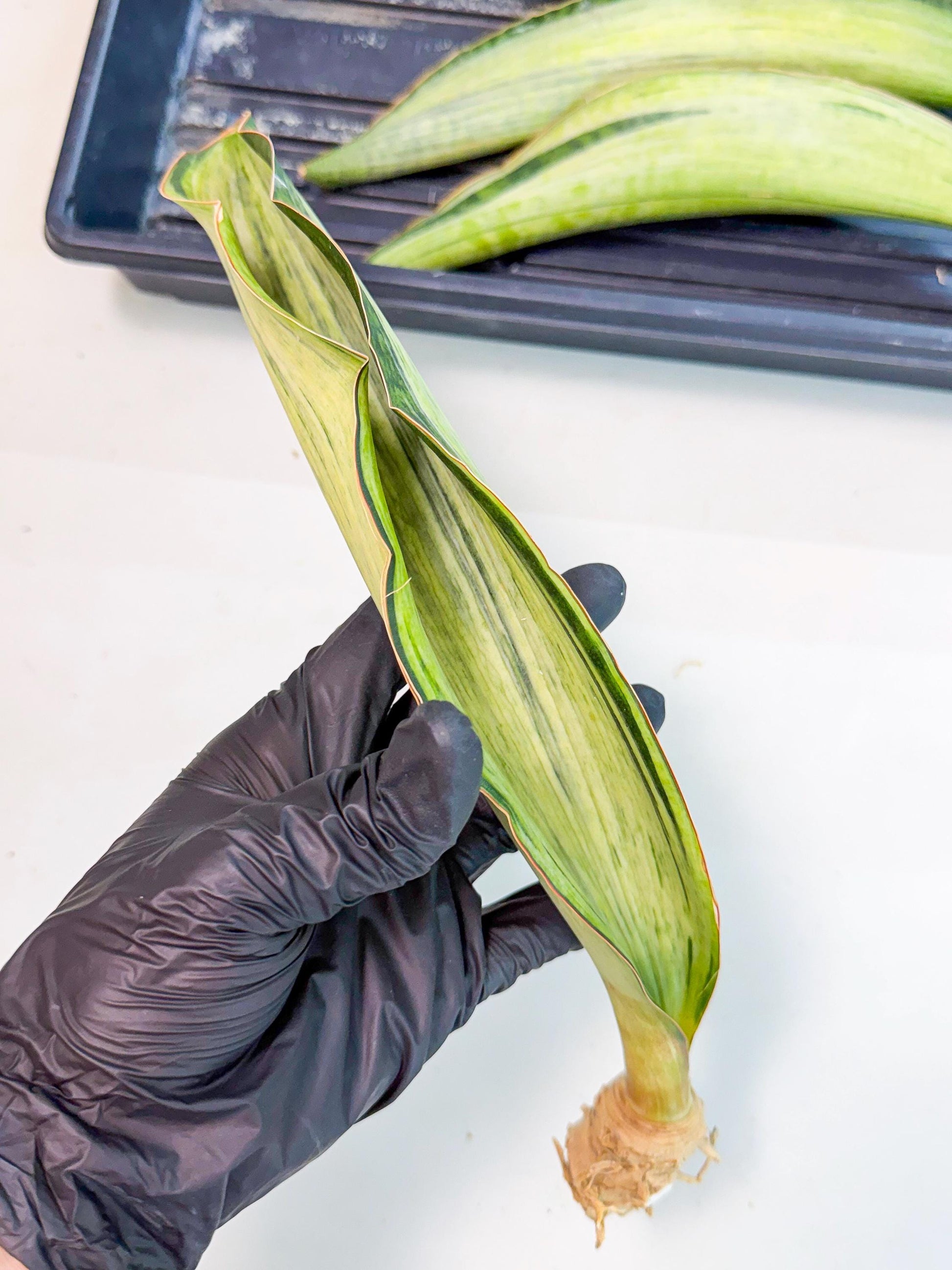 Sansevieria Masoniana Bruda (rr) (14) | Masoniana Var x Eliptica Var