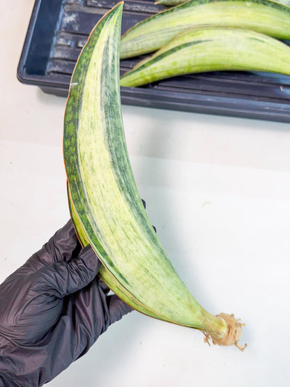Sansevieria Masoniana Bruda (rr) (14) | Masoniana Var x Eliptica Var