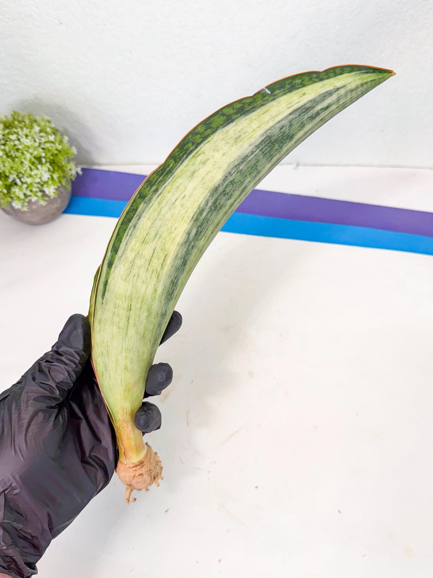 Sansevieria Masoniana Bruda (rr) (14) | Masoniana Var x Eliptica Var