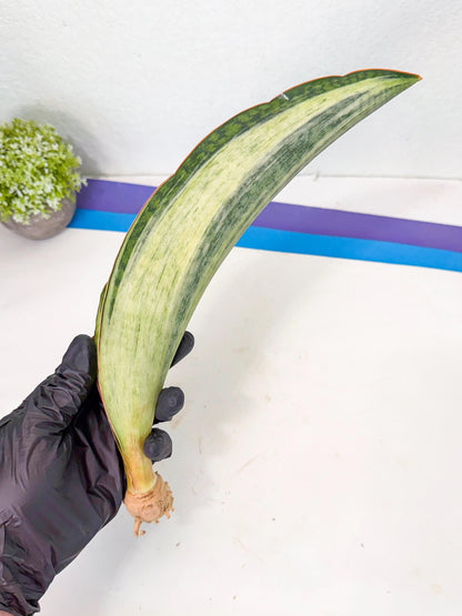 Sansevieria Masoniana Bruda (rr) (14) | Masoniana Var x Eliptica Var