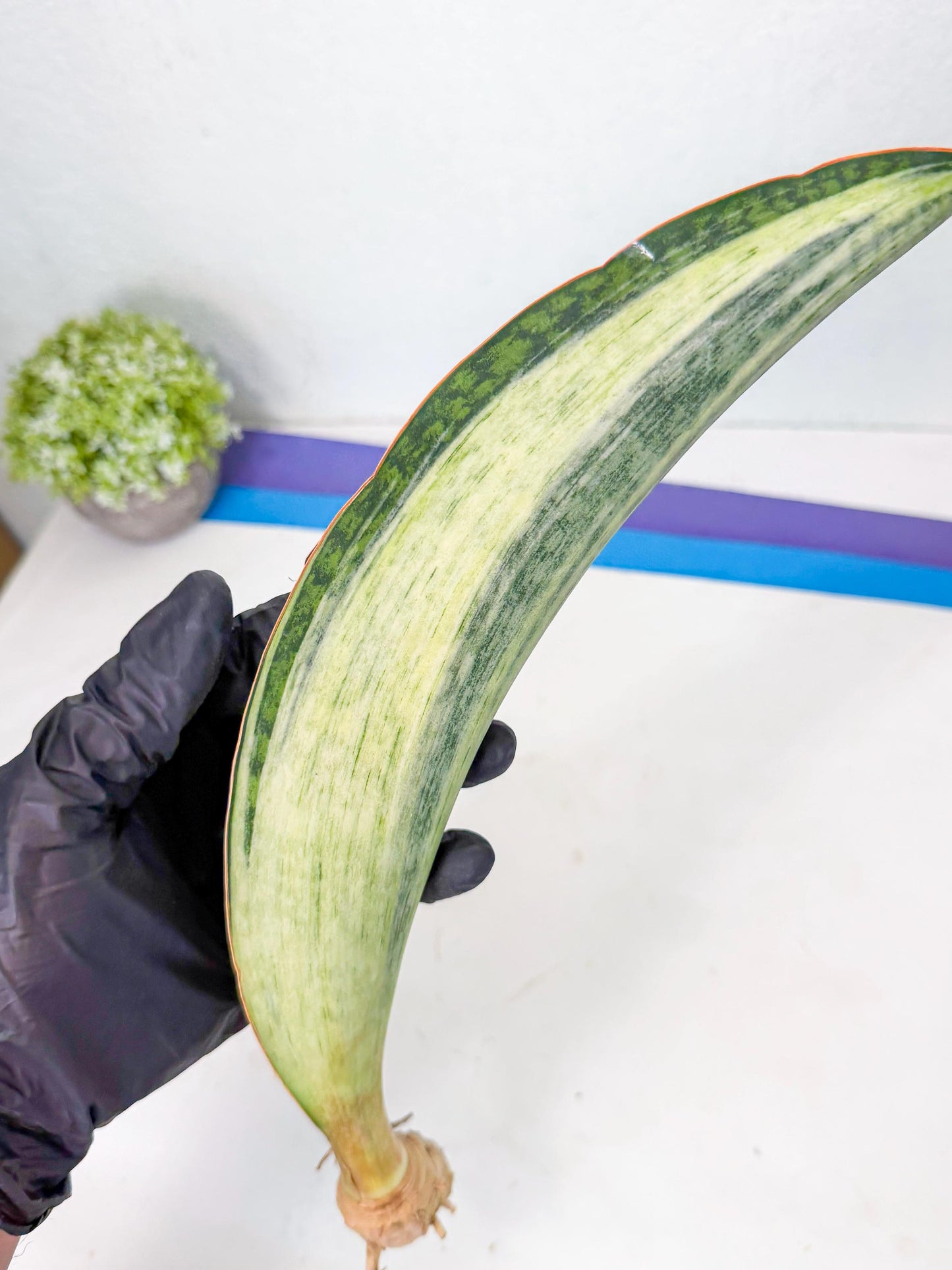 Sansevieria Masoniana Bruda (rr) (14) | Masoniana Var x Eliptica Var