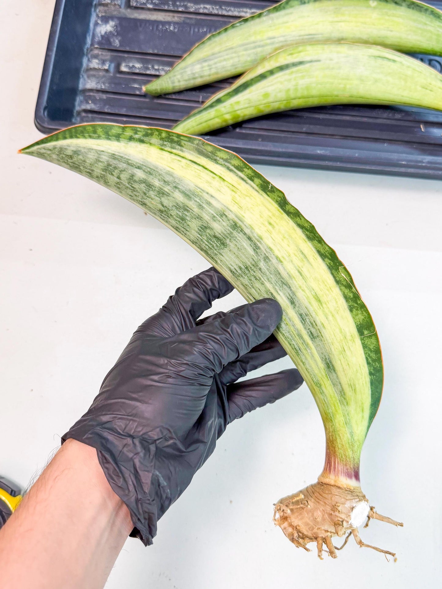 Sansevieria Masoniana Bruda (rr) (16) | Masoniana Var x Eliptica Var