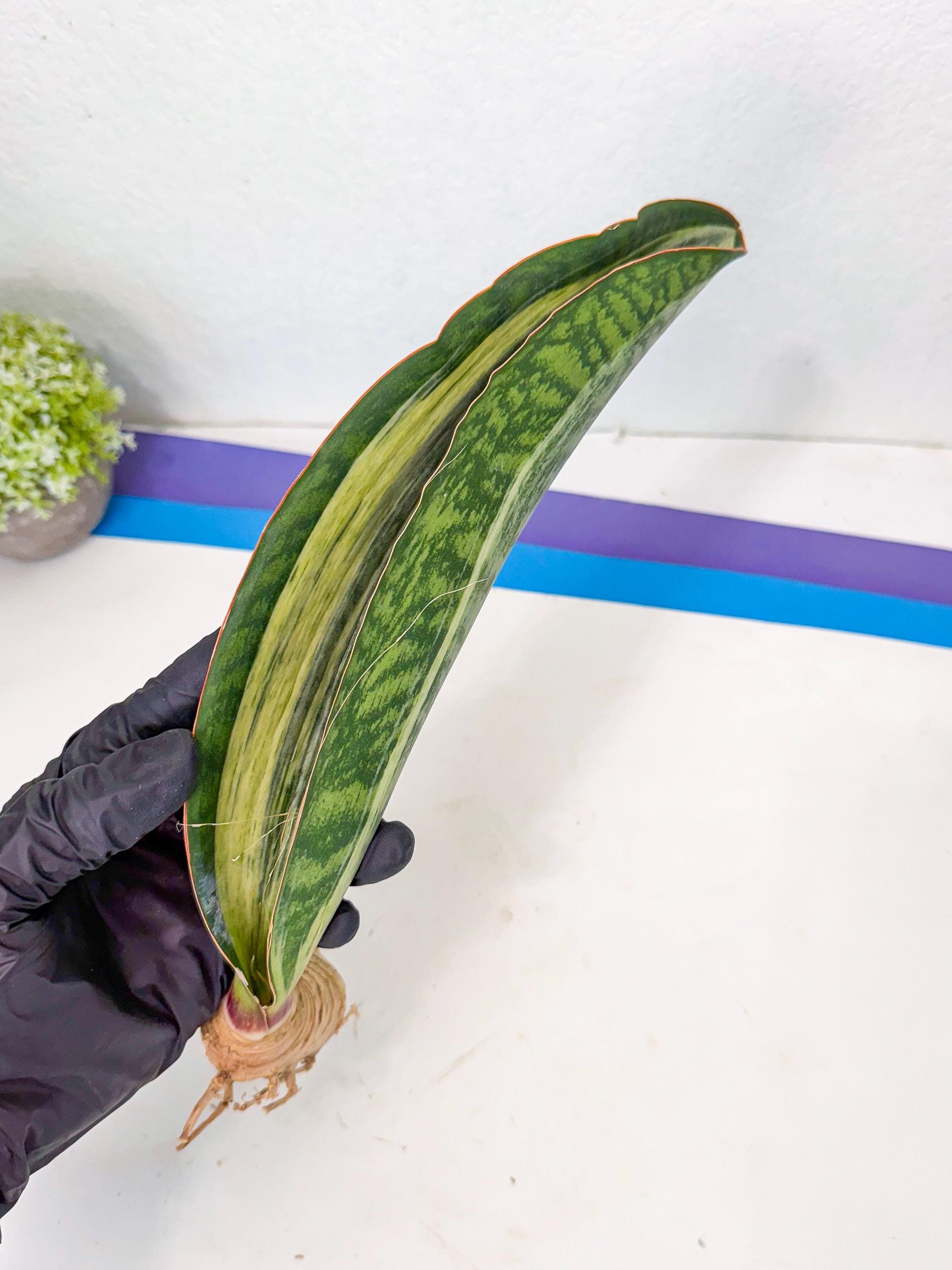 Sansevieria Masoniana Bruda (rr) (16) | Masoniana Var x Eliptica Var