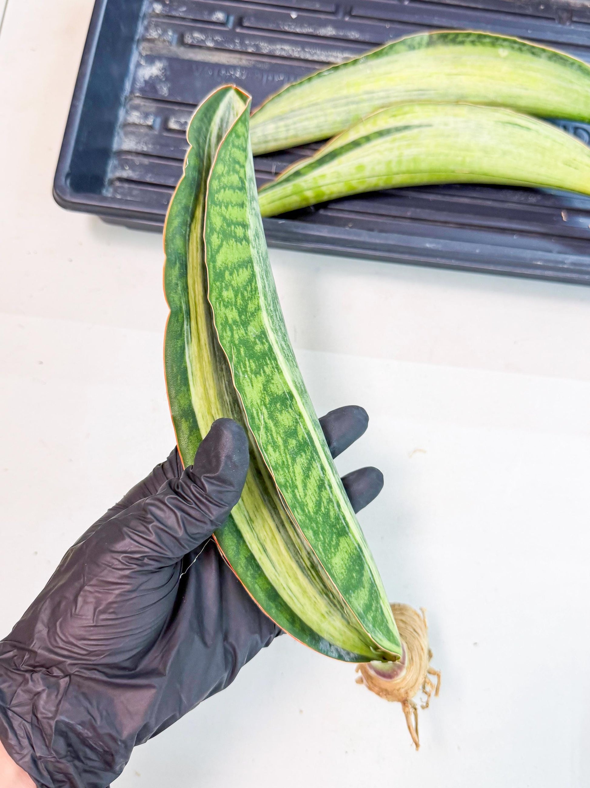Sansevieria Masoniana Bruda (rr) (16) | Masoniana Var x Eliptica Var