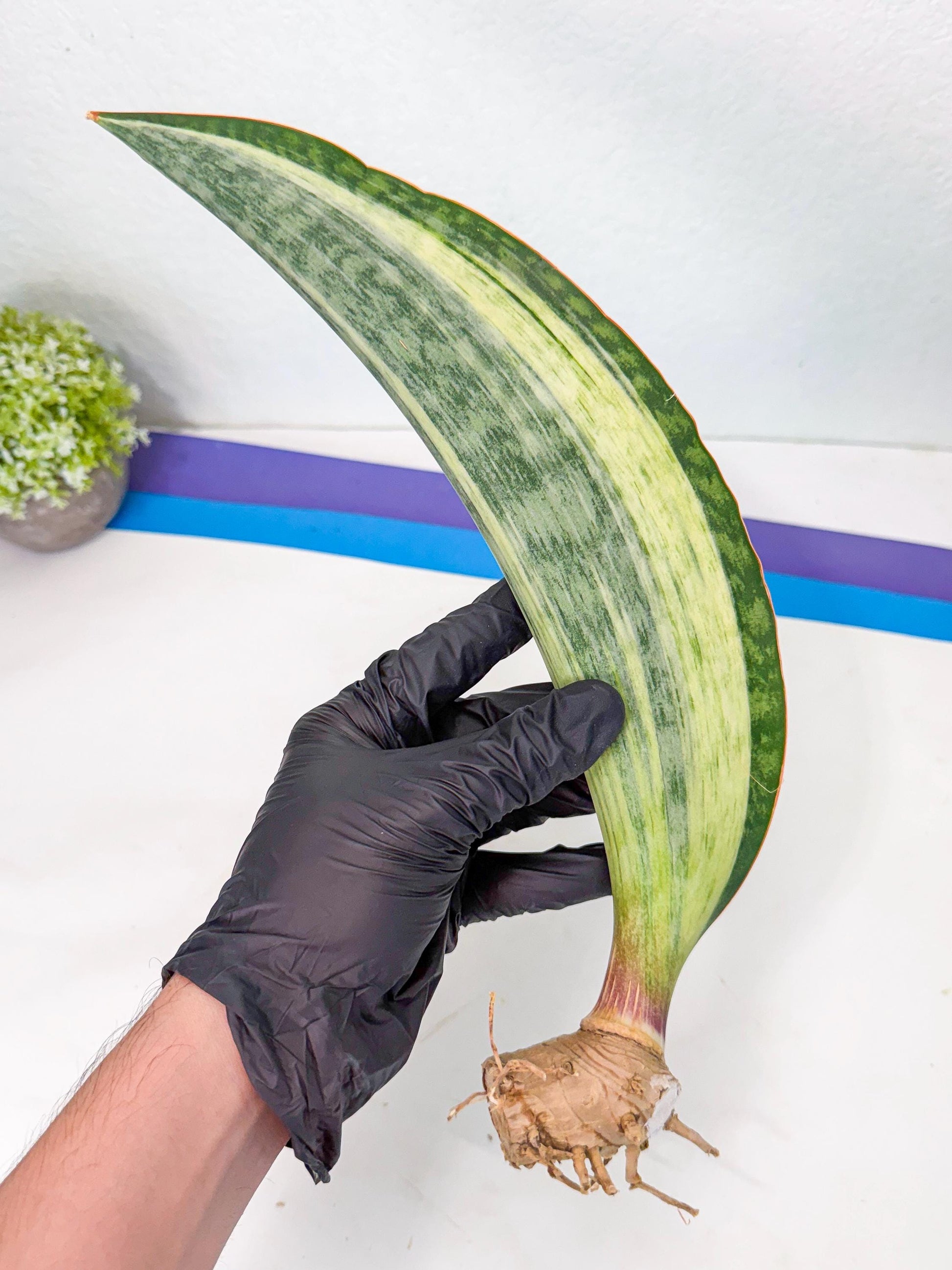 Sansevieria Masoniana Bruda (rr) (16) | Masoniana Var x Eliptica Var
