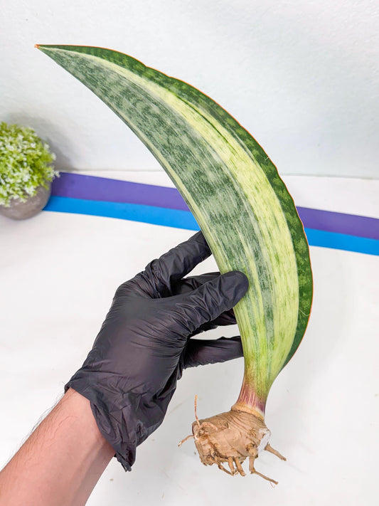 Sansevieria Masoniana Bruda (rr) (16) | Masoniana Var x Eliptica Var