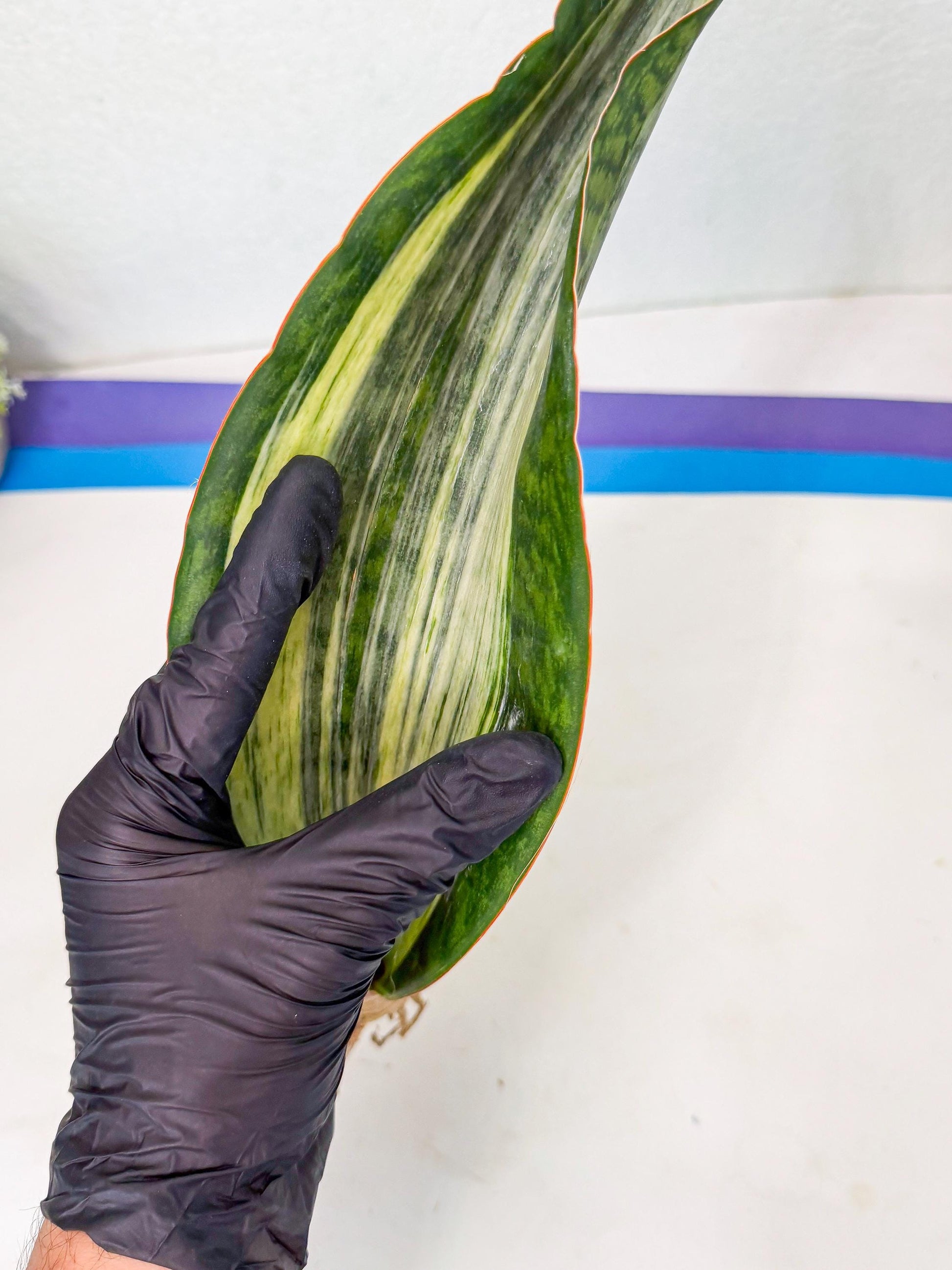Sansevieria Masoniana Bruda (rr) (16) | Masoniana Var x Eliptica Var
