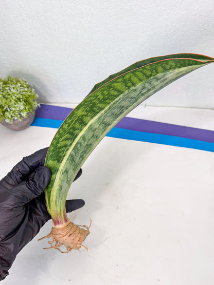 Sansevieria Masoniana Bruda (rr) (16) | Masoniana Var x Eliptica Var