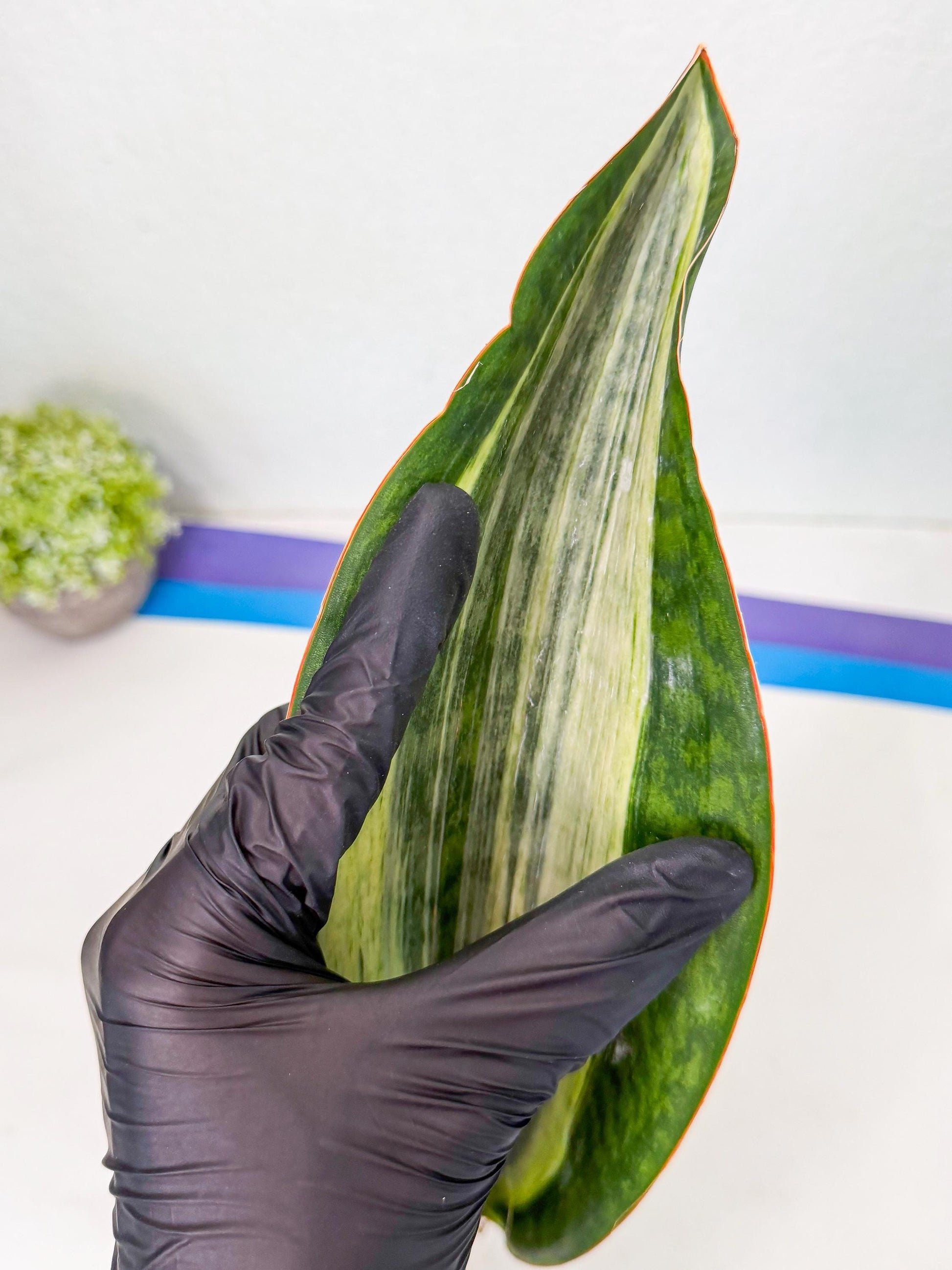 Sansevieria Masoniana Bruda (rr) (16) | Masoniana Var x Eliptica Var