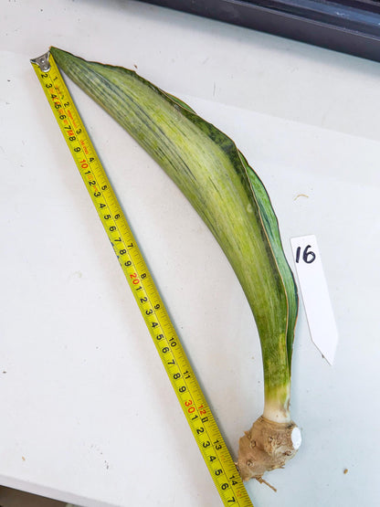 Sansevieria Masoniana Bruda (rr) (16) | Masoniana Var x Eliptica Var
