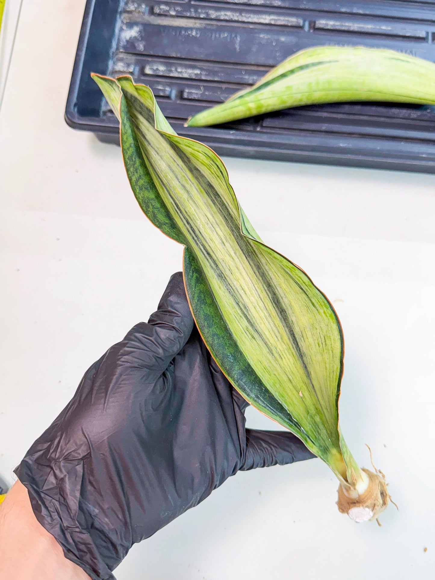 Sansevieria Masoniana Bruda (rr) (16) | Masoniana Var x Eliptica Var