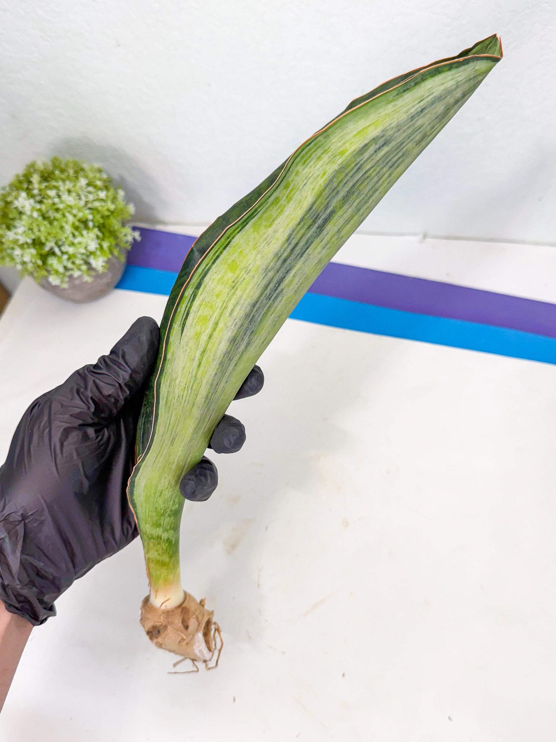 Sansevieria Masoniana Bruda (rr) (16) | Masoniana Var x Eliptica Var