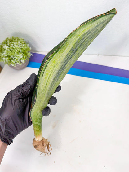 Sansevieria Masoniana Bruda (rr) (16) | Masoniana Var x Eliptica Var