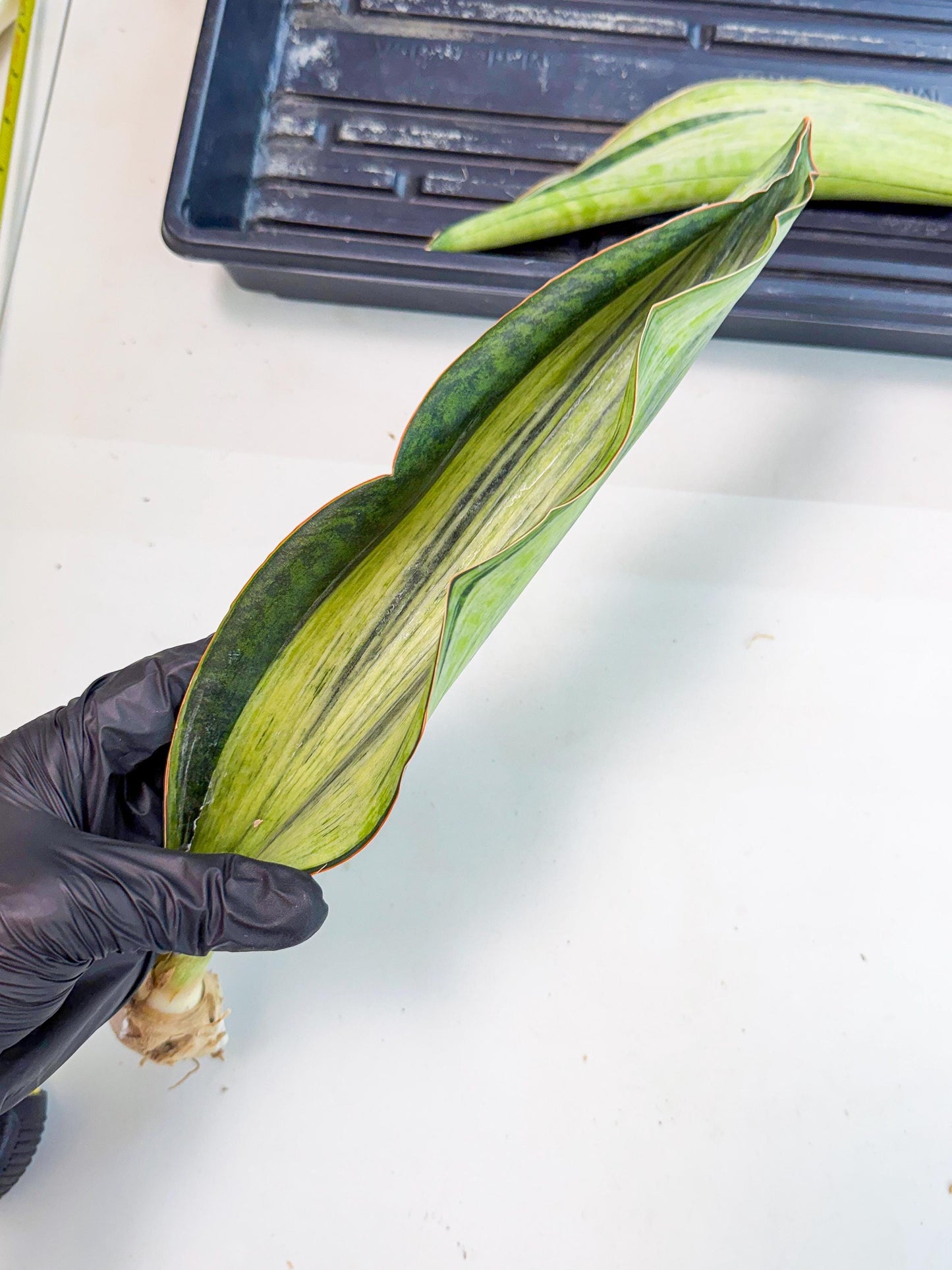 Sansevieria Masoniana Bruda (rr) (16) | Masoniana Var x Eliptica Var