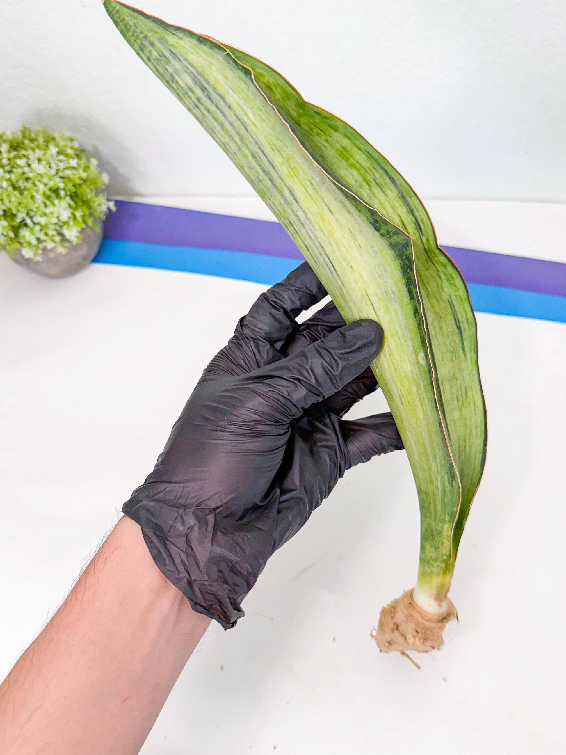 Sansevieria Masoniana Bruda (rr) (16) | Masoniana Var x Eliptica Var