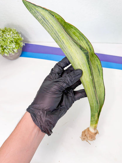 Sansevieria Masoniana Bruda (rr) (16) | Masoniana Var x Eliptica Var