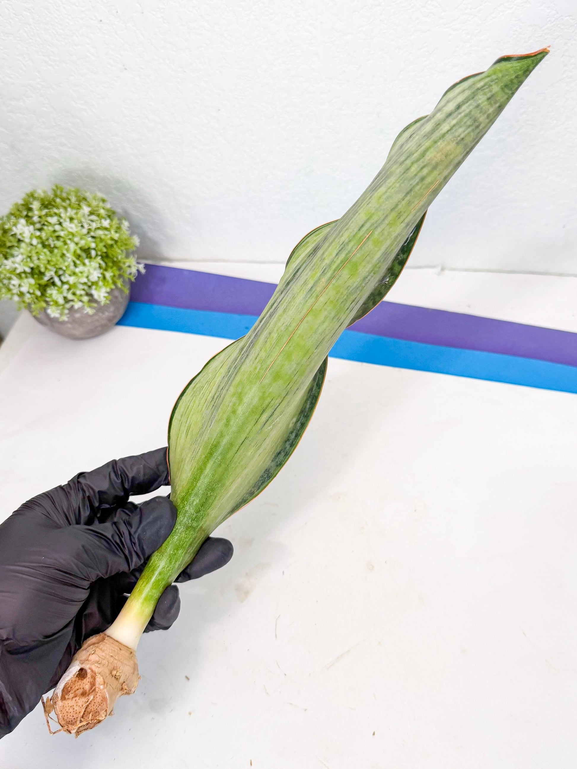 Sansevieria Masoniana Bruda (rr) (16) | Masoniana Var x Eliptica Var
