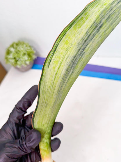 Sansevieria Masoniana Bruda (rr) (16) | Masoniana Var x Eliptica Var