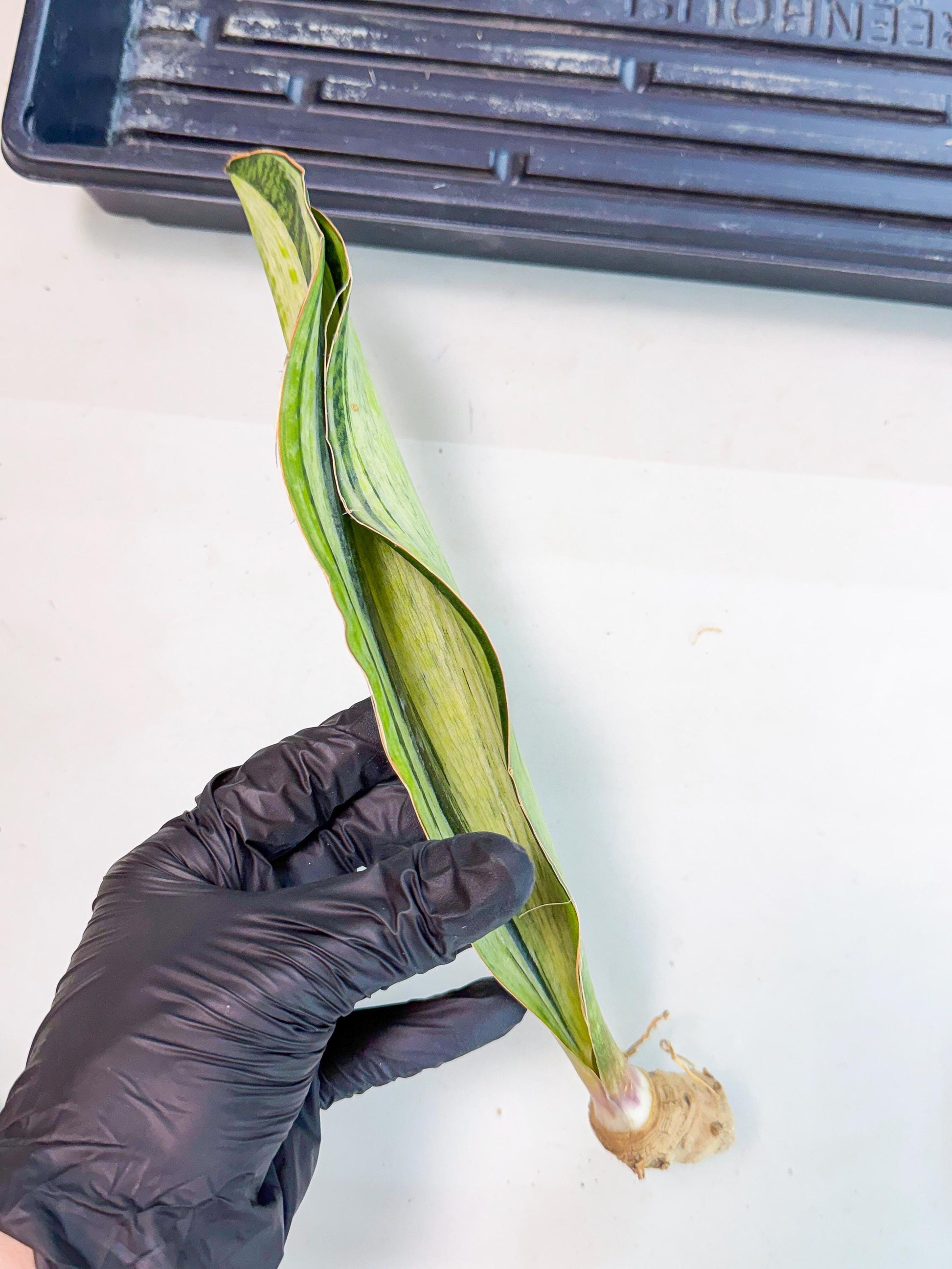 Sansevieria Masoniana Bruda (rr) (17) | Masoniana Var x Eliptica Var
