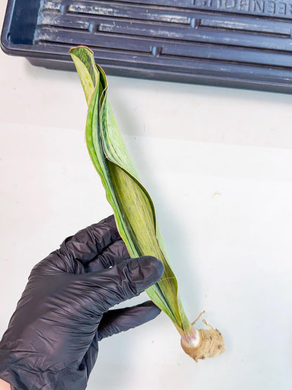 Sansevieria Masoniana Bruda (rr) (17) | Masoniana Var x Eliptica Var