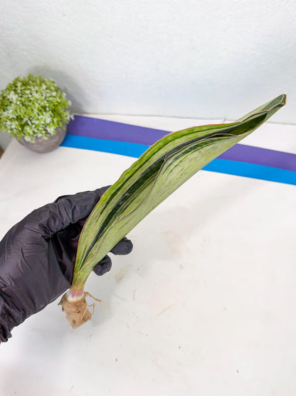 Sansevieria Masoniana Bruda (rr) (17) | Masoniana Var x Eliptica Var
