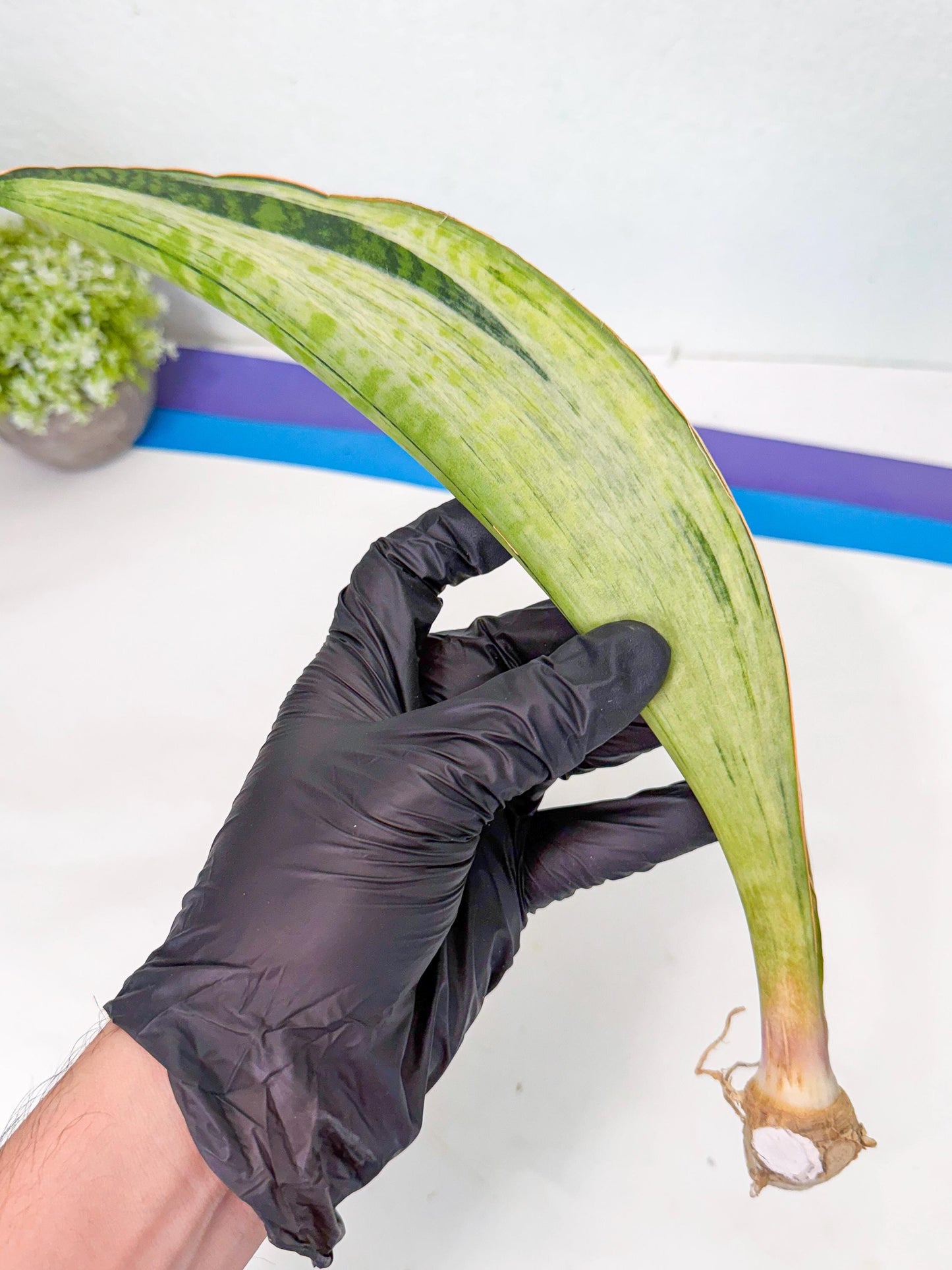 Sansevieria Masoniana Bruda (rr) (17) | Masoniana Var x Eliptica Var