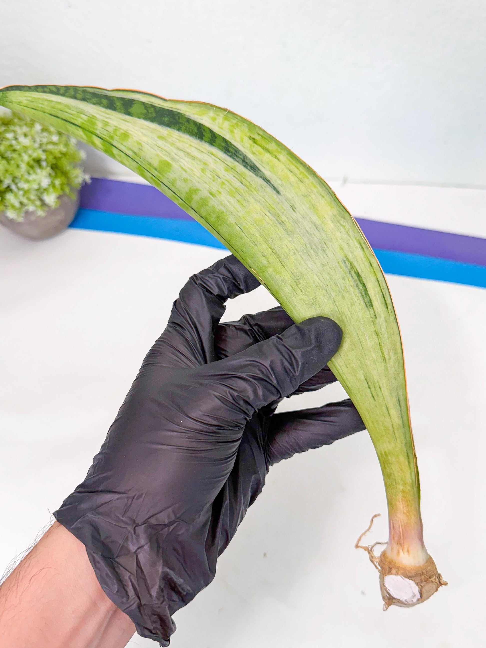 Sansevieria Masoniana Bruda (rr) (17) | Masoniana Var x Eliptica Var