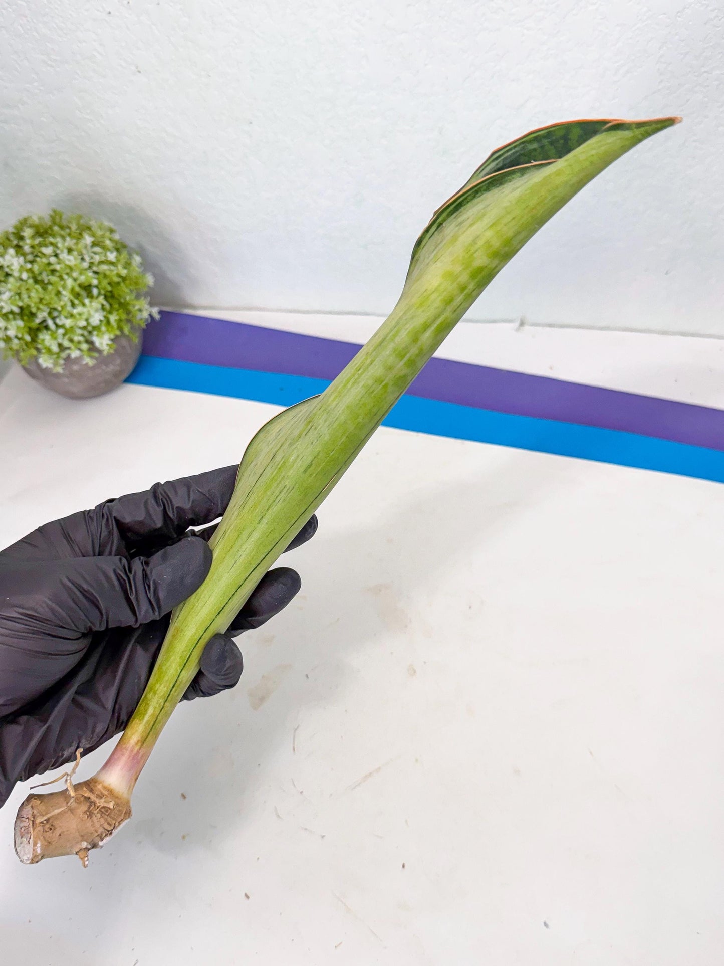 Sansevieria Masoniana Bruda (rr) (17) | Masoniana Var x Eliptica Var
