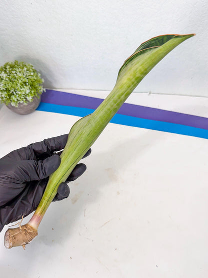 Sansevieria Masoniana Bruda (rr) (17) | Masoniana Var x Eliptica Var