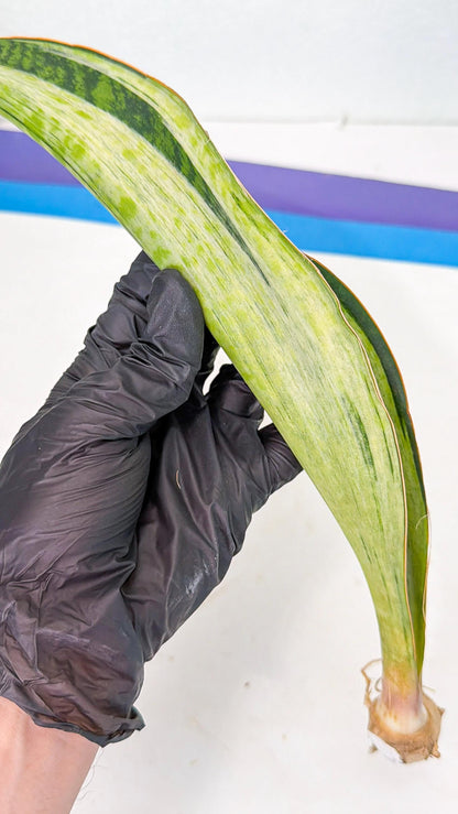 Sansevieria Masoniana Bruda (rr) (17) | Masoniana Var x Eliptica Var