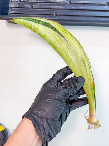 Sansevieria Masoniana Bruda (rr) (17) | Masoniana Var x Eliptica Var
