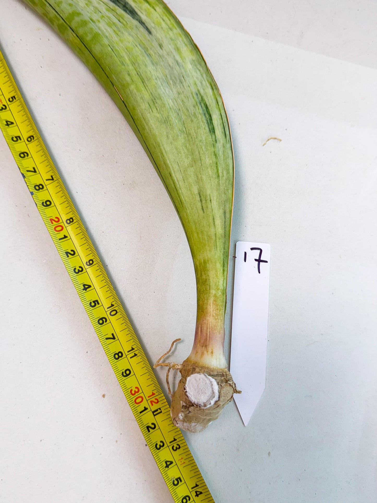 Sansevieria Masoniana Bruda (rr) (17) | Masoniana Var x Eliptica Var