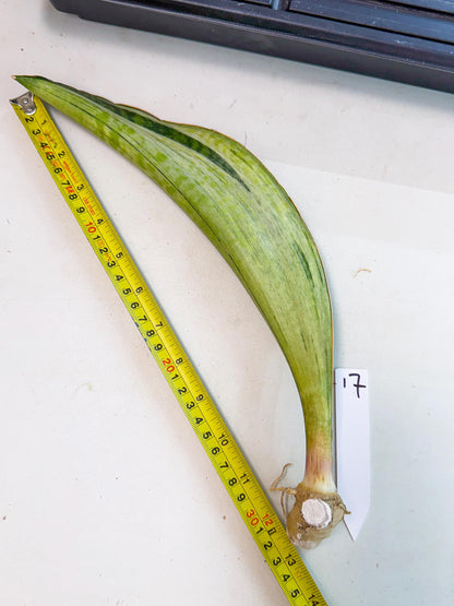 Sansevieria Masoniana Bruda (rr) (17) | Masoniana Var x Eliptica Var