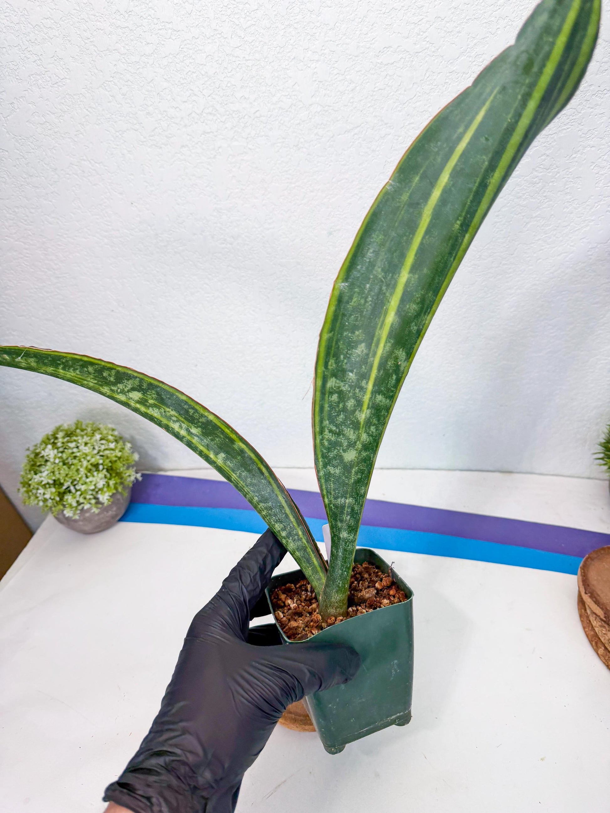 Sansevieria Macrophylla Var (13) | Very Rare Import