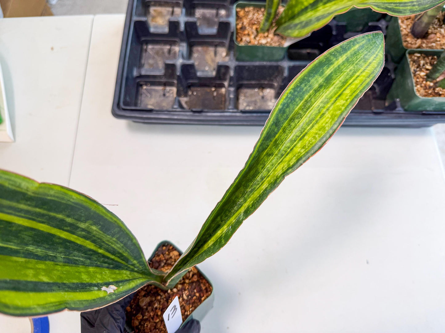 Sansevieria Macrophylla Var (13) | Very Rare Import