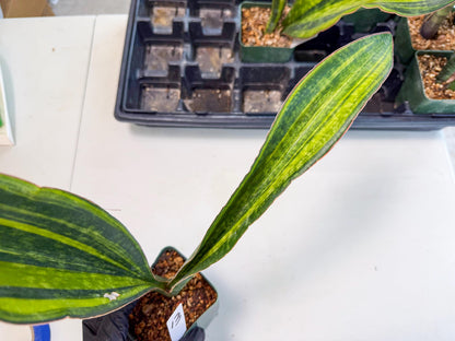 Sansevieria Macrophylla Var (13) | Very Rare Import