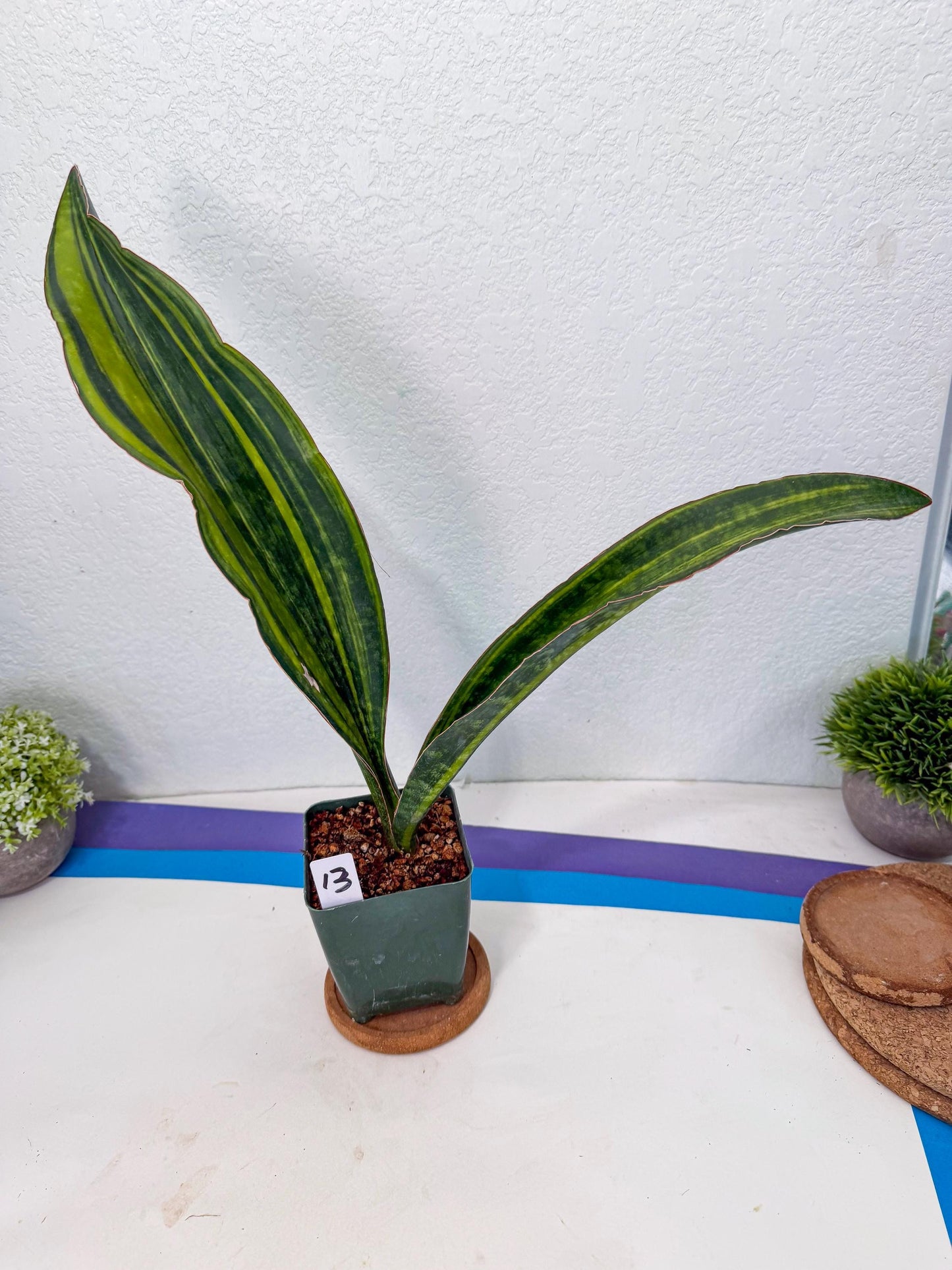 Sansevieria Macrophylla Var (13) | Very Rare Import