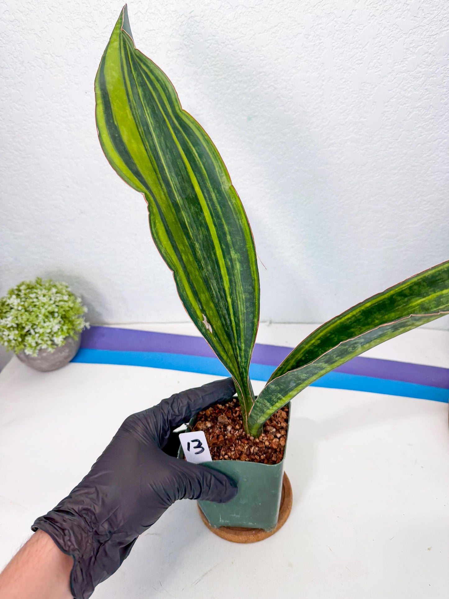 Sansevieria Macrophylla Var (13) | Very Rare Import