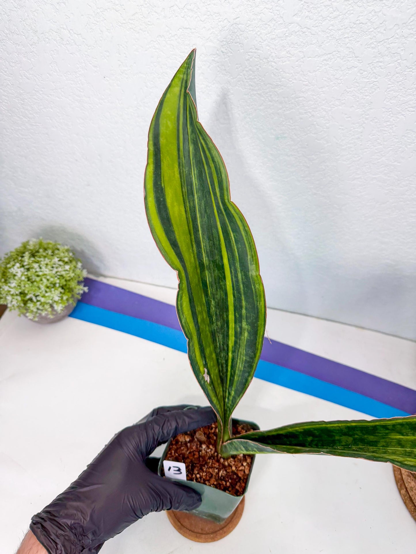 Sansevieria Macrophylla Var (13) | Very Rare Import