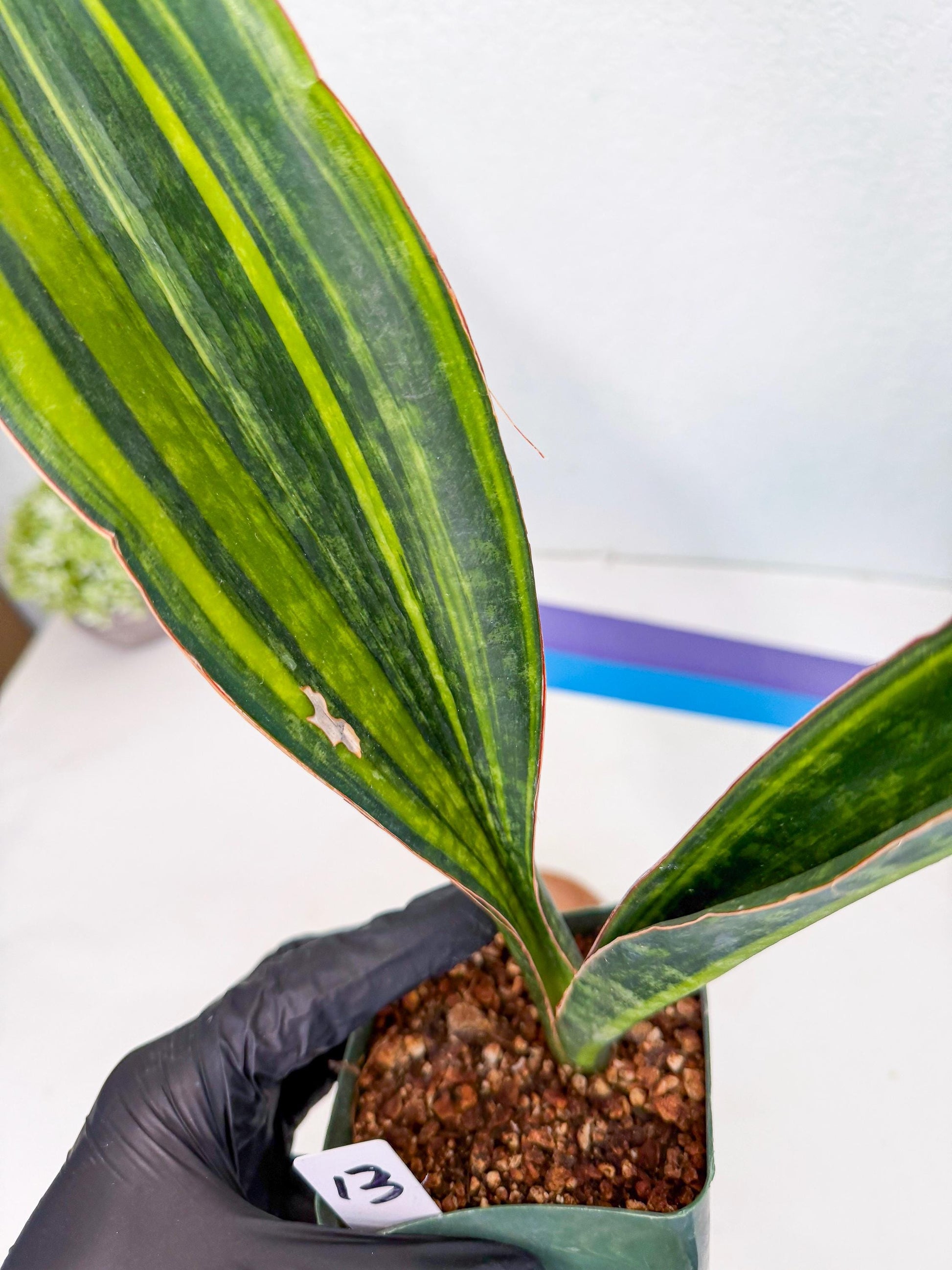 Sansevieria Macrophylla Var (13) | Very Rare Import