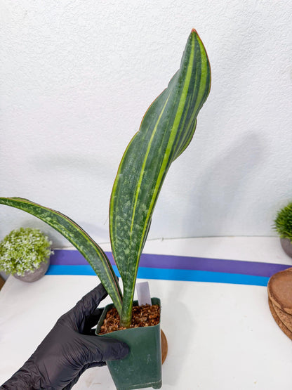 Sansevieria Macrophylla Var (13) | Very Rare Import