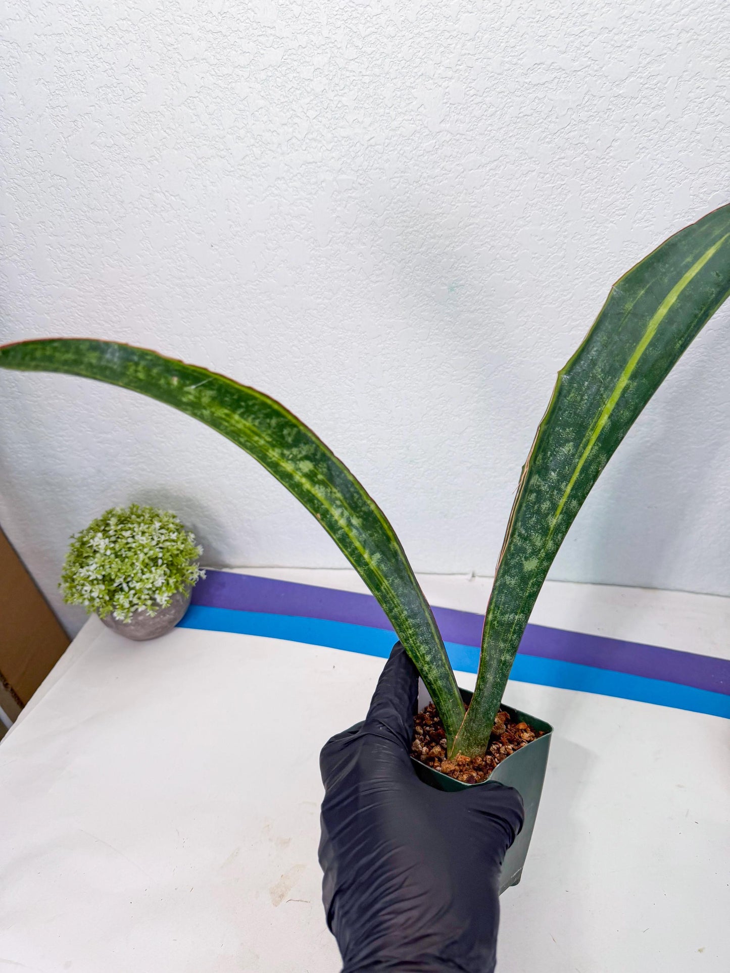Sansevieria Macrophylla Var (13) | Very Rare Import
