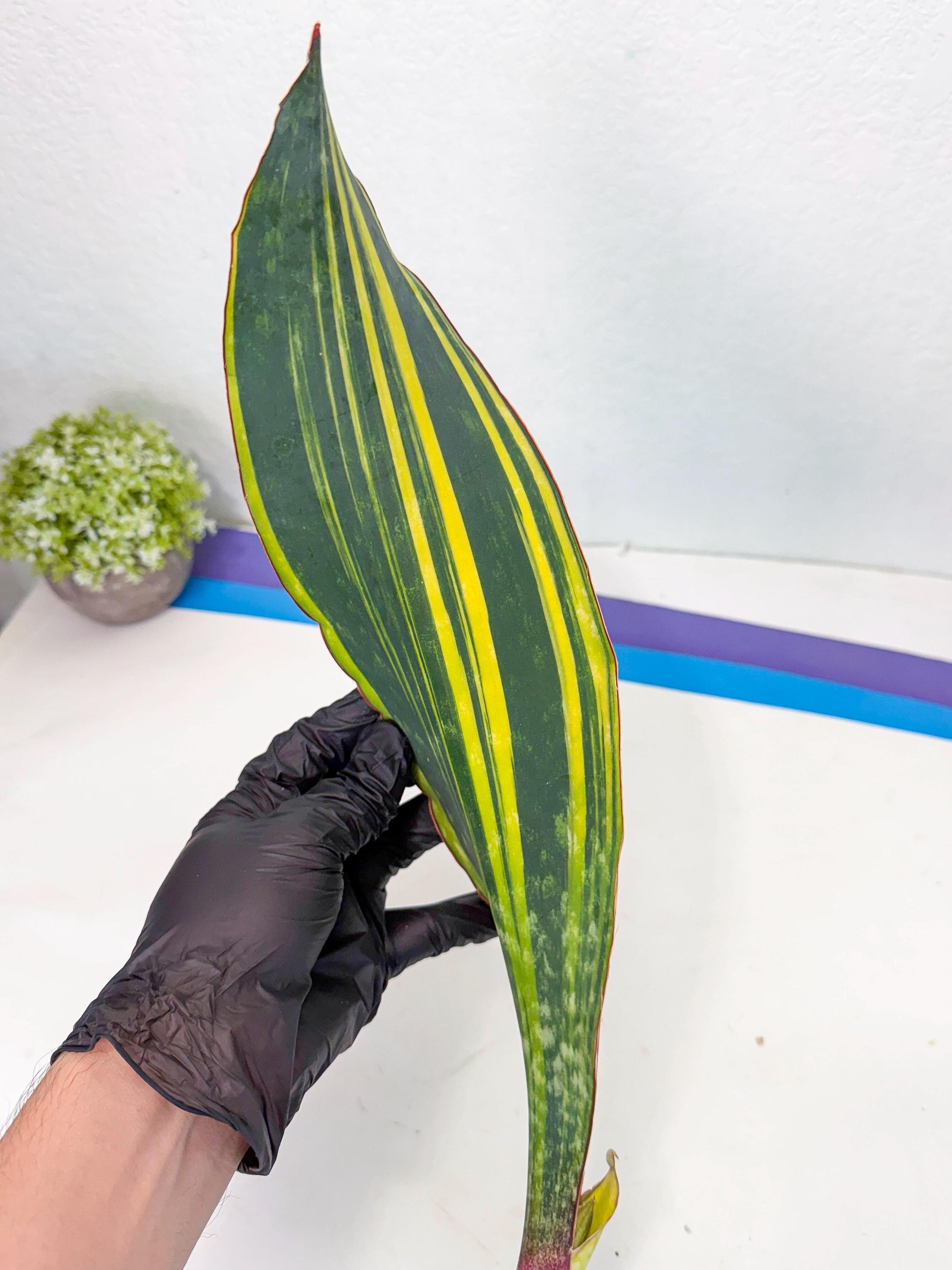 Sansevieria Macrophylla Var (1) | Very Rare Import