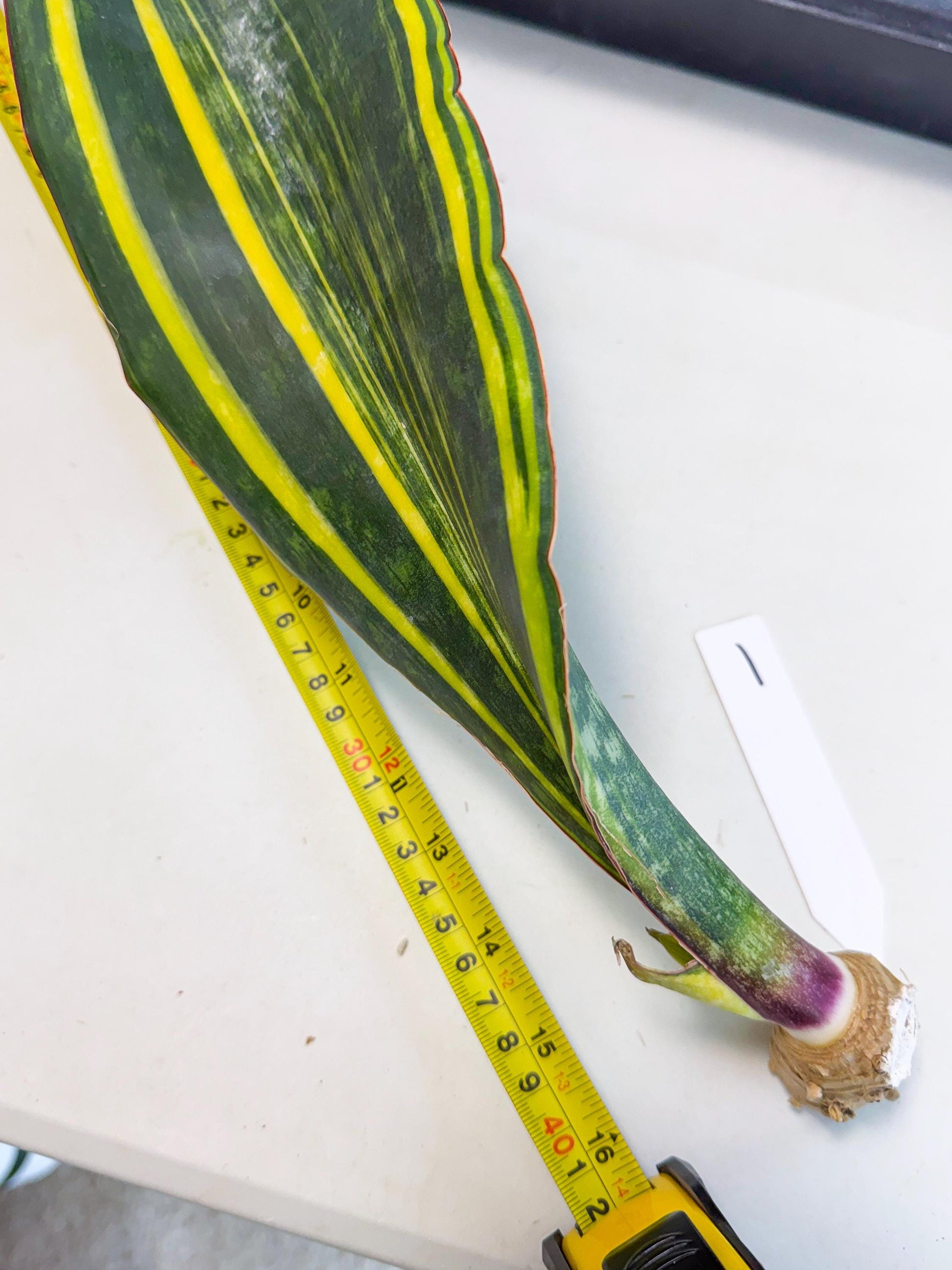 Sansevieria Macrophylla Var (1) | Very Rare Import